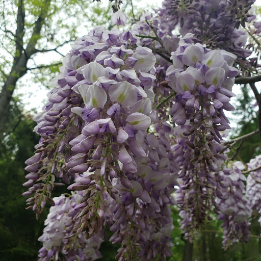 Lurgan Greenhouse in Orrstown, Pennsylvania Zaubee