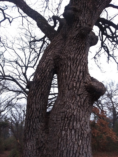 Park «Cobblestone Trail Park», reviews and photos, 7601 John T White Rd, Fort Worth, TX 76120, USA