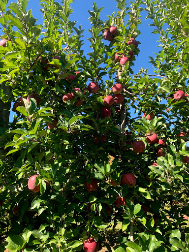 Produce Market «Parks Farms», reviews and photos, 525 NJ-24, Chester, NJ 07930, USA