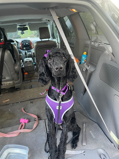 Pet Supply Store «Pet Supplies Plus», reviews and photos, 375 Paterson Ave #105, Wallington, NJ 07057, USA