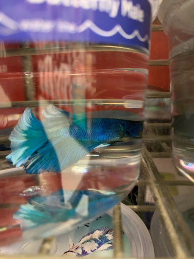 Pet Supply Store «Petco Animal Supplies», reviews and photos, 313 Homer M Adams Pkwy, Alton, IL 62002, USA