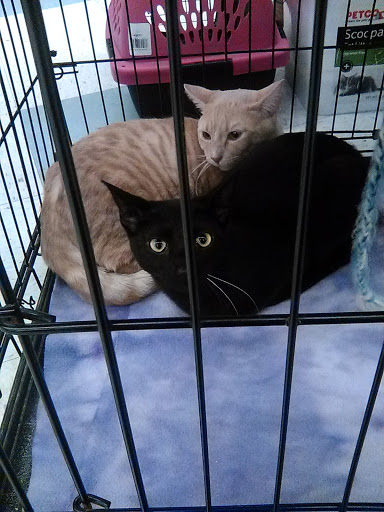 Pet Supply Store «Petco Animal Supplies», reviews and photos, 3384 Tyler St, Riverside, CA 92503, USA