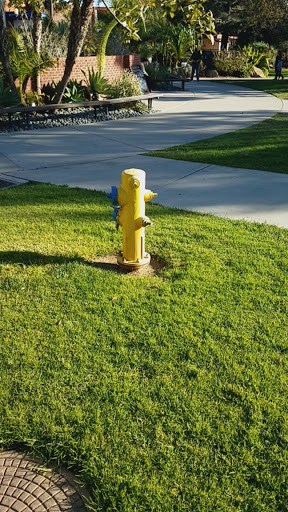 Community College «Palomar College», reviews and photos