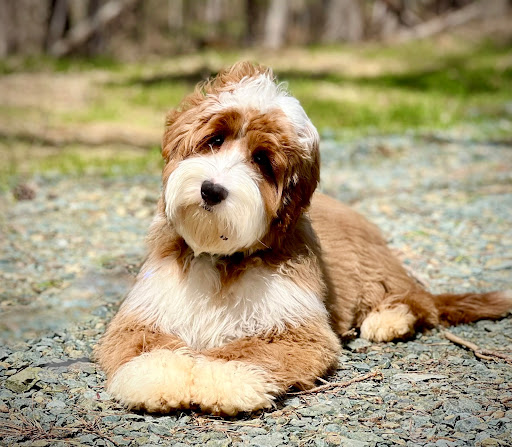 River Days Australian Labradoodles