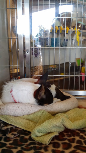 Pet Adoption Service «Found Animals Adopt & Shop», reviews and photos, 353 Lakewood Center Mall, Lakewood, CA 90712, USA