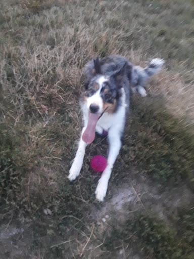 Park «Eastpointe Spindler Park», reviews and photos, 19400 Stephens Rd, Eastpointe, MI 48021, USA