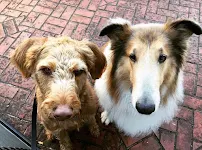 The City Pet - Car repair in , Seattle - Rated 0.0/5