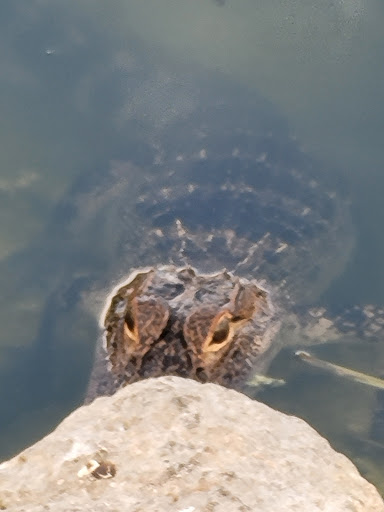 Park «Gilbert Park», reviews and photos, 310 S Tremain St, Mt Dora, FL 32757, USA