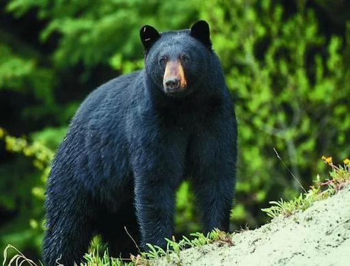 Sporting Goods Store «Smokey Hills Outdoor Store», reviews and photos, 19143 US-71, Park Rapids, MN 56470, USA