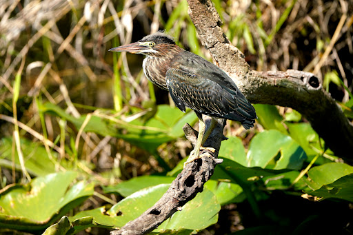 Tourist Attraction «Shark Valley Tram Tours», reviews and photos, 36000 SW 8th St, Miami, FL 33194, USA
