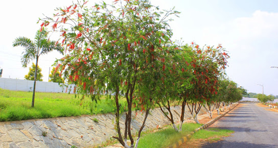 Google Maps image 19