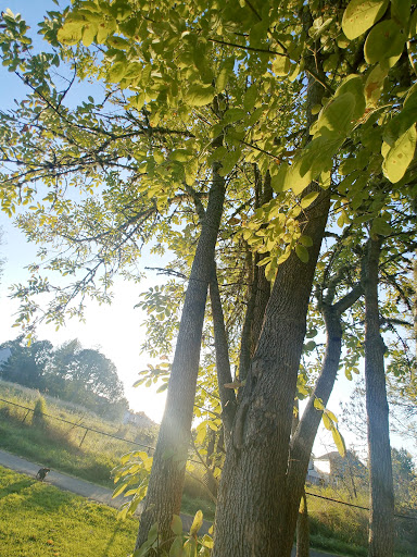 Park «Pioneer Park», reviews and photos, 14545 NW Pioneer Rd, Beaverton, OR 97006, USA