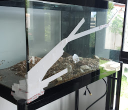 Pattaya Pet Shop photo