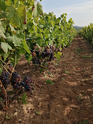 Domaine Montangeron à Fleurie