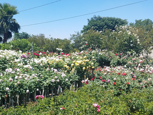 SoCal Nursery