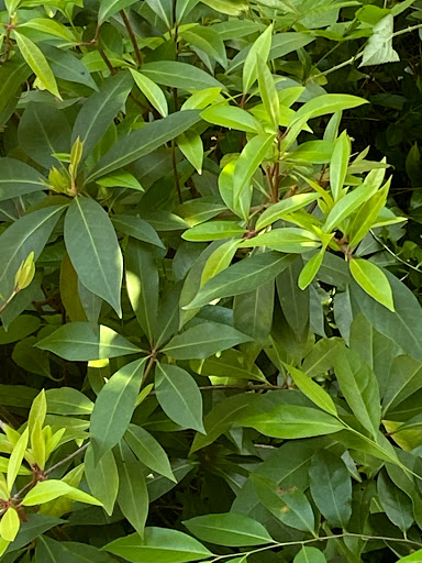 Landscape Designer «New Leaf Landscape Services», reviews and photos, 2341 Danbury Ln # C, Gainesville, GA 30507, USA