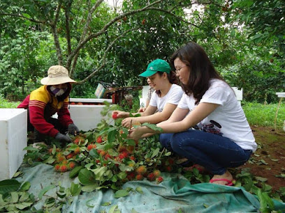 Vườn Trái Cây Hùng Lai