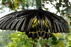 Butterfly Garden image