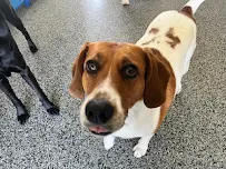 Playtime Pet Resort - Windham - Car repair in Windham, NH, Nashua - Rated 4.8/5