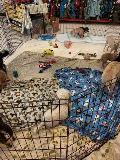 Petco Dog Training image