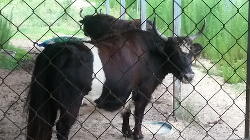 Zoo «Waccatee Zoological Farm», reviews and photos, 8500 Enterprise Rd, Myrtle Beach, SC 29588, USA