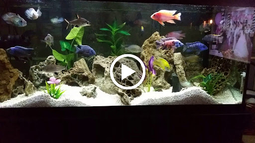 Pet Supply Store «Live Fish Direct .com», reviews and photos, 12270 700 E, Draper, UT 84020, USA