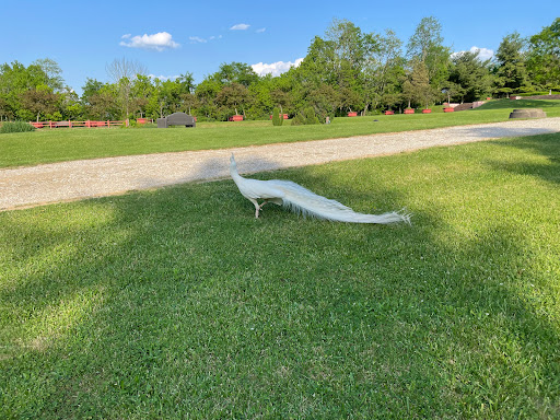 Hindu Temple «ISKCON New Vrindaban», reviews and photos