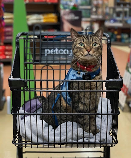 Pet Supply Store «Petco Animal Supplies», reviews and photos, 420 Harry L Dr #2, Johnson City, NY 13790, USA