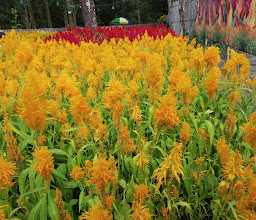 Kampung Wisata Tanen | KAWITAN photo