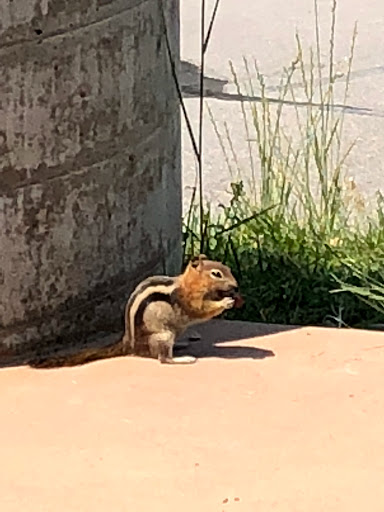 Tourist Attraction «Utah Olympic Park», reviews and photos, 3419 Olympic Pkwy, Park City, UT 84098, USA