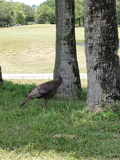 Golf Course «Harmony Golf Preserve», reviews and photos, 7252 5 Oaks Dr, St Cloud, FL 34773, USA