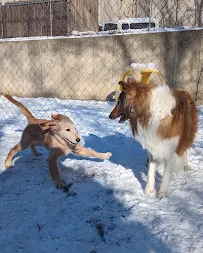 Bark Town USA - Car repair in Howell, MI, South Lyon - Rated 4.8/5