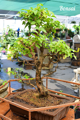 Bonsai plant supplier Irvine