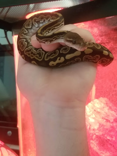 Pet Supply Store «Pet Supplies Plus», reviews and photos, 738 U.S. 9, Fishkill, NY 12524, USA