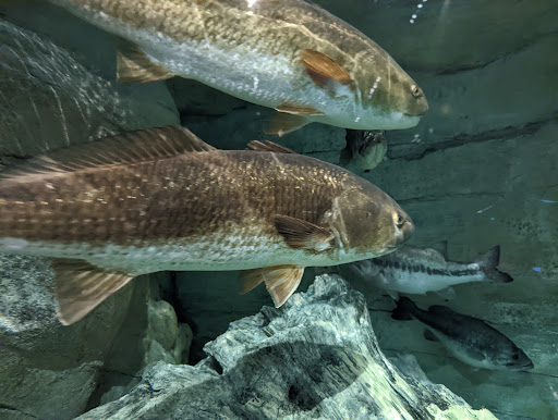 Sporting Goods Store «Bass Pro Shops», reviews and photos, 10501 Palm River Rd, Tampa, FL 33619, USA