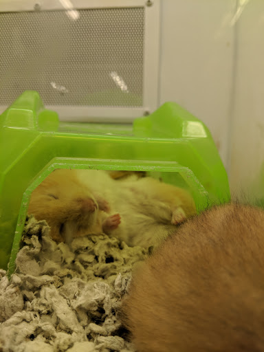 Pet Supply Store «Petco Animal Supplies», reviews and photos, 2131 Pleasant Hill Rd, Duluth, GA 30096, USA