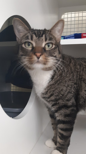 Pet Supply Store «Petco Animal Supplies», reviews and photos, 2805 E 29th Ave, Spokane, WA 99223, USA