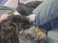 Muttz Dog Lounge - Photo 6 - Car repair in Albany, NY, Albany