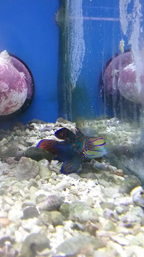 Tropical Fish Store «Waterbury Aquarium», reviews and photos, 406 Watertown Ave, Waterbury, CT 06708, USA