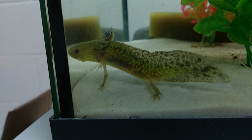 Tropical Fish Store «Fishy Business», reviews and photos, 911 E Church St, Lexington, TN 38351, USA