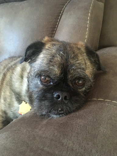 Pet Supply Store «PetSmart», reviews and photos, 6106 Shops Way, Northborough, MA 01532, USA