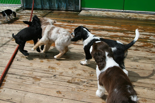 Dog Day Care Center «Play Dog Play Canine Care Center», reviews and photos, 668 Pine St, Burlington, VT 05401, USA