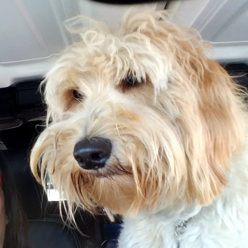 Pet Groomer «Clip N Clean Pet Grooming & Supplies», reviews and photos, 3498 Clayton Rd, Concord, CA 94519, USA