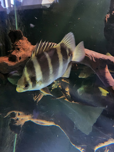 Aquarium Shop «Total Fish & Pets», reviews and photos, 137 Valley Blvd, Alhambra, CA 91801, USA