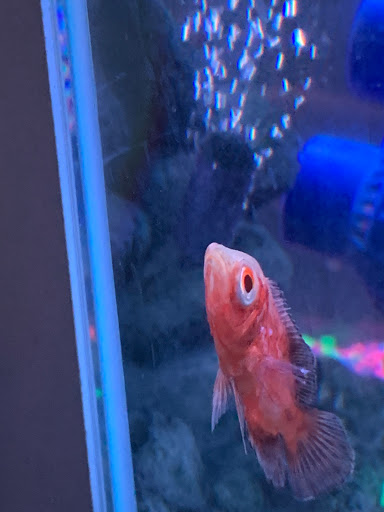 Pet Store «Southside Pet Shop», reviews and photos, 7031 Southside Dr, Louisville, KY 40214, USA