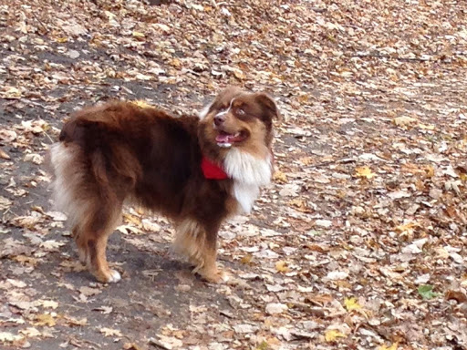 Pet Supply Store «Natural Pet Center», reviews and photos, 3037 13th Ave S, Fargo, ND 58103, USA