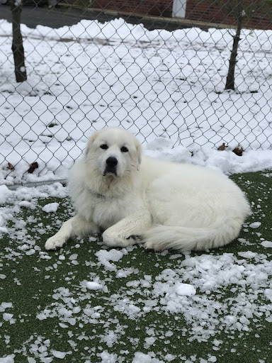 Pet Store «Happy, Clean and Smart», reviews and photos, 5700 W Kilgore Ave, Muncie, IN 47304, USA