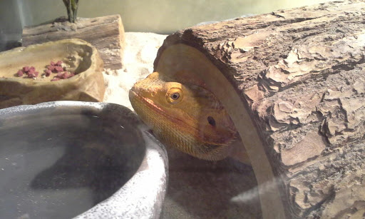 Pet Supply Store «Petco Animal Supplies», reviews and photos, 1933 South Rd, Poughkeepsie, NY 12601, USA