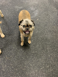 Dogtopia of Frisco-Preston - Photo 9 - Car repair in Frisco, TX, Plano