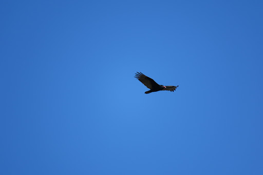 Grocery Store «Natural Bridge General Store», reviews and photos, 593 Wert Faulkner Hwy, Natural Bridge Station, VA 24579, USA